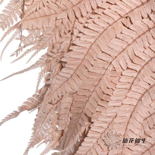 永生花材 | 大厥叶浅咖 商品图2