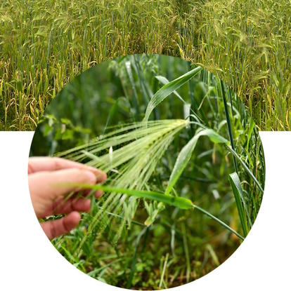 热洛青稞麦片（白青稞150g+黑青稞麦片150g）*2 商品图1