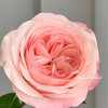 国产玫瑰-凯瑟琳-20支 商品缩略图0