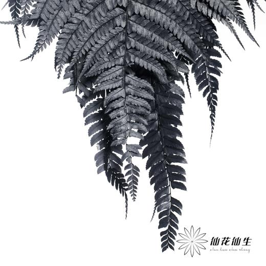 永生花材 | 大厥叶黑 商品图2