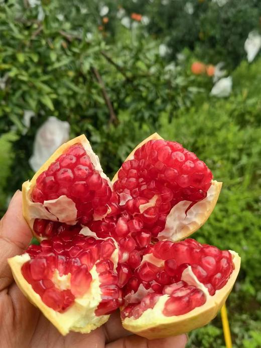全理有机软籽石榴 商品图1