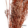 永生花 | 山茅草橙红 商品缩略图4
