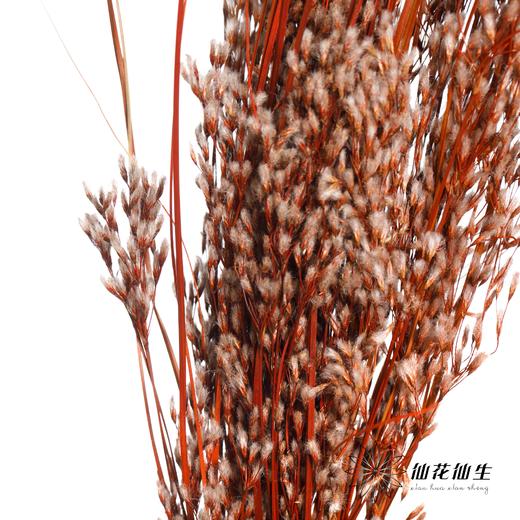 永生花 | 山茅草橙红 商品图4