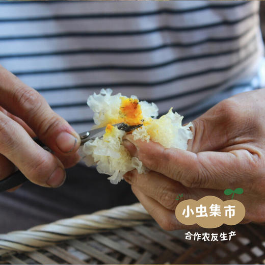 【2025年新耳】通江有机段木银耳 35g/罐 | 合作农友生产，产自四川通江，生产者：龙方荣、邹太贵等 ＆【公平贸易农人定价】 商品图12