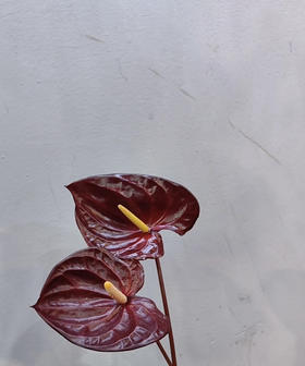 【绿光彩掌】摩卡