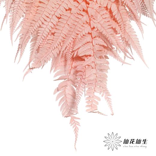 永生花材 | 大厥叶粉 商品图1