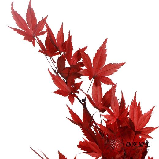永生花 | 枫叶红 商品图2