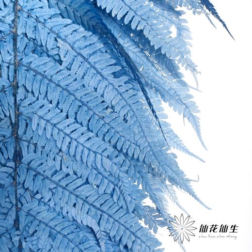 永生花材 | 大厥叶天蓝 商品图2