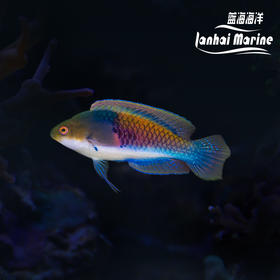 蓝身雀 公