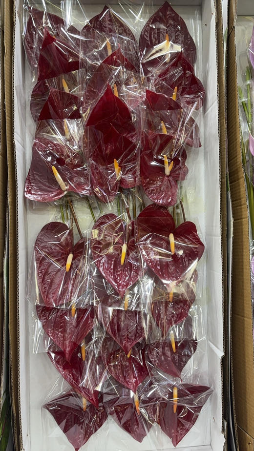 【绿光彩掌】摩卡 商品图3