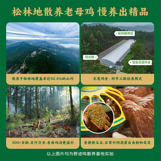 【送菌菇包】野迹·鸣菇菇鸡肉   营养滋补、油脂丰富、煲汤更醇香 商品图1