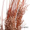 永生花 | 山茅草橙红 商品缩略图0