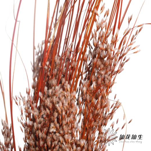 永生花 | 山茅草橙红 商品图0