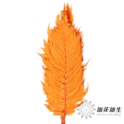 永生花材 | 大厥叶橙 商品图1