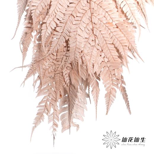 永生花材 | 大厥叶浅咖 商品图3