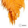 永生花材 | 大厥叶橙 商品缩略图3
