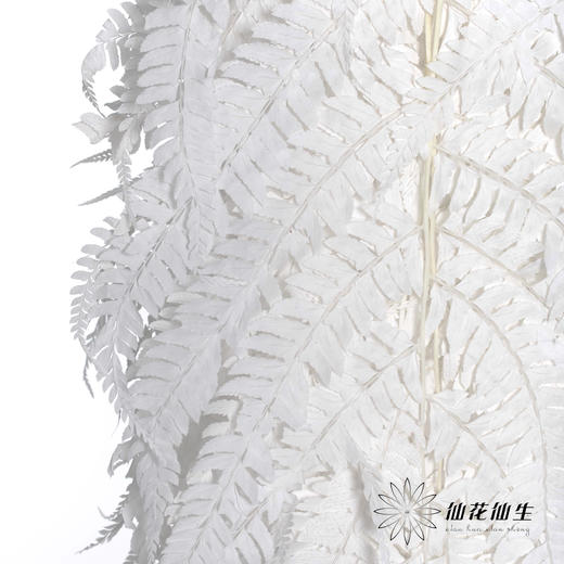 永生花材 | 大厥叶白 商品图2