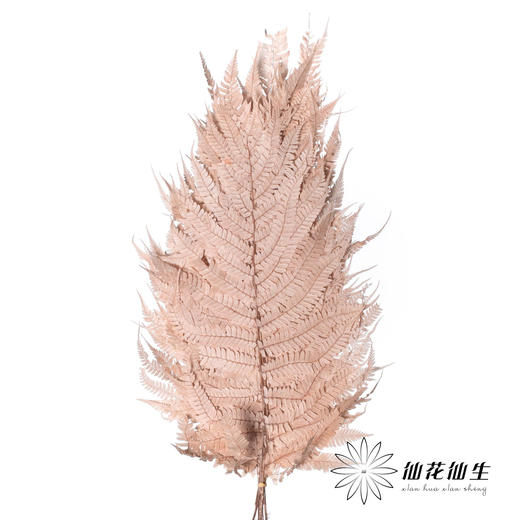 永生花材 | 大厥叶浅咖 商品图1