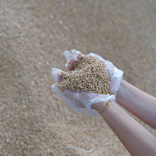 【石磨全麦面粉】家用5kg农家石磨全麦面粉含麦麸自磨低脂杂粮馒头 添加正宗全麦粉 商品图1