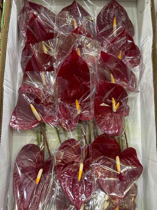 【绿光彩掌】摩卡 商品图2