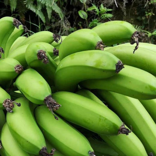 【果蔬精选】高州遁地雷香蕉 产区种植老品种 香味浓 软糯甜 一口下去整个口腔都是恰到好处的香甜软糯 商品图2