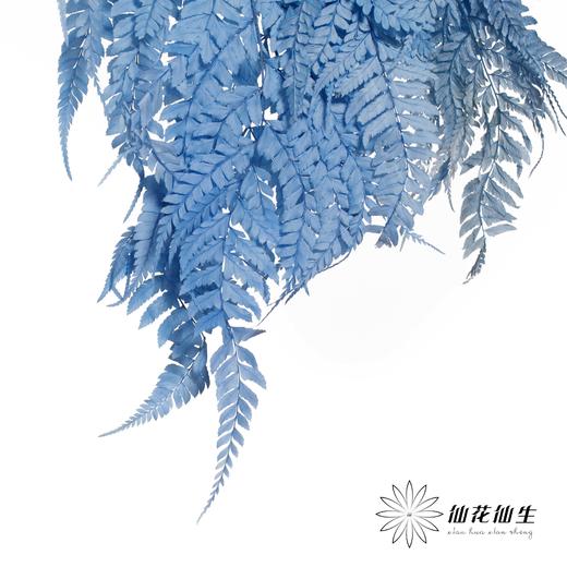 永生花材 | 大厥叶天蓝 商品图1