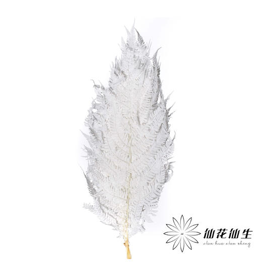 永生花材 | 大厥叶白 商品图1
