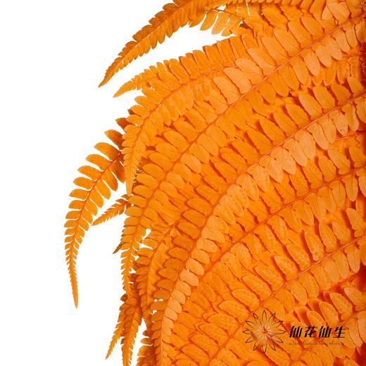 永生花材 | 大厥叶橙 商品图2