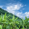 【同行精选】云南生态芭蕉 果皮薄 肉质香甜软糯 现摘现发（生鲜不易保存，下单后注意物流信息和电话，及时取件） 商品缩略图6