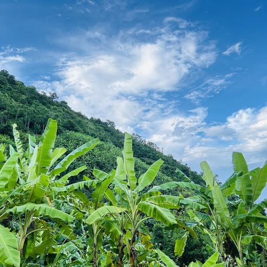 【同行精选】云南生态芭蕉 果皮薄 肉质香甜软糯 现摘现发（生鲜不易保存，下单后注意物流信息和电话，及时取件） 商品图6