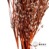 永生花 | 山茅草橙红 商品缩略图2