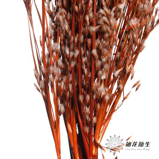 永生花 | 山茅草橙红 商品图2