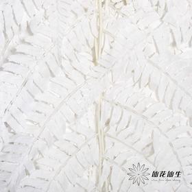 永生花材 | 大厥叶白