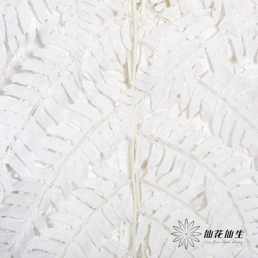 永生花材 | 大厥叶白 商品图0