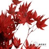 永生花 | 枫叶红 商品缩略图3