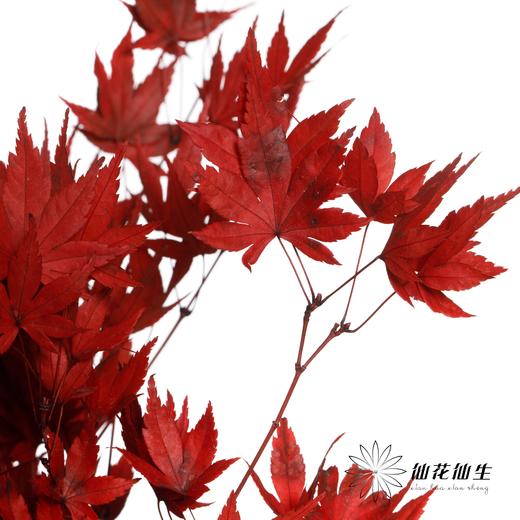 永生花 | 枫叶红 商品图3