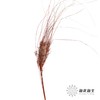 永生花 | 山茅草橙红 商品缩略图3