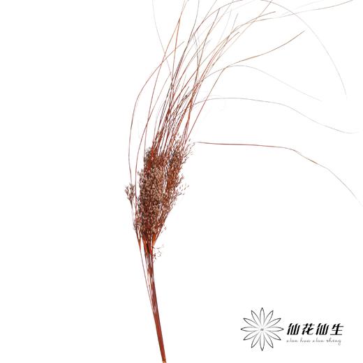 永生花 | 山茅草橙红 商品图3