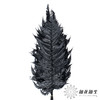 永生花材 | 大厥叶黑 商品缩略图1