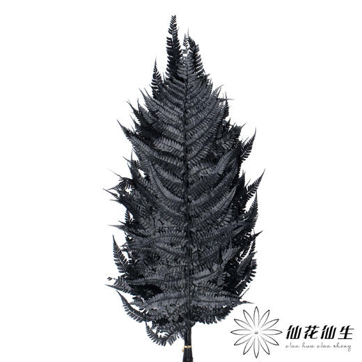 永生花材 | 大厥叶黑 商品图1