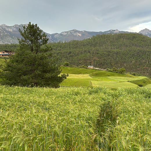 热洛青稞麦片（白青稞150g+黑青稞麦片150g）*2 商品图5