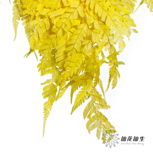 永生花材 | 大厥叶黄 商品图3