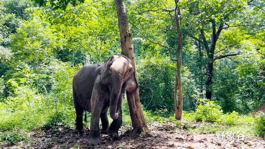 【6天5晚】惊喜西双版纳，五钻酒店5晚连住不挪窝，科普老师带玩水果市场/植物园/野象谷/傣寨 商品图1