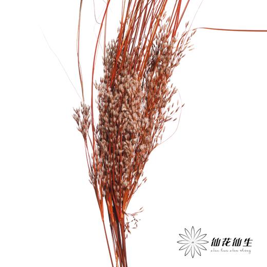 永生花 | 山茅草橙红 商品图1