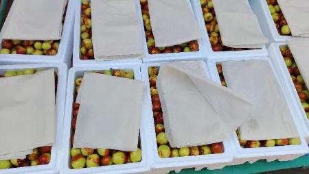 山西省临汾市襄汾县  翠田鲜枣  丰包邮 商品图2