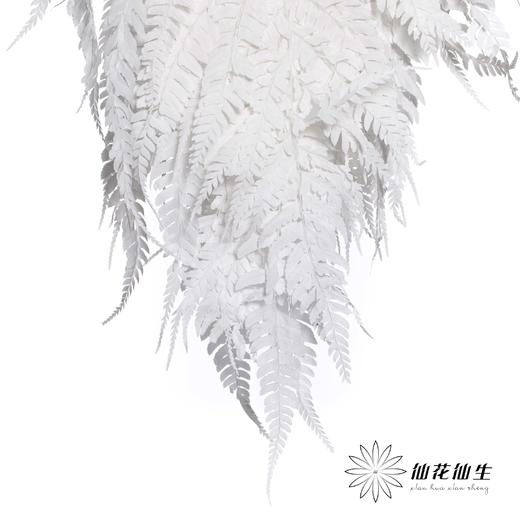 永生花材 | 大厥叶白 商品图3