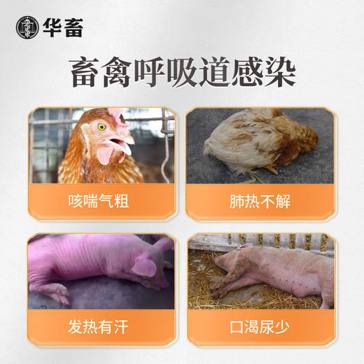 【积分兑换】华畜麻杏石甘口服液500ml  止咳平喘清热宣肺 吸收率高饮水方便 商品图2