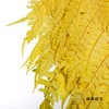 永生花材 | 大厥叶黄 商品缩略图2