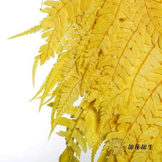 永生花材 | 大厥叶黄 商品图2