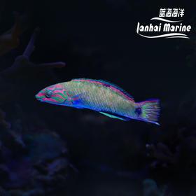 青花龙
